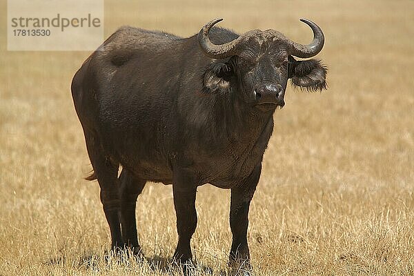 Kaffernbüffel (Syncerus caffer caffer) im Ngorongoro Crater  Serengeti  Tansania  Afrika