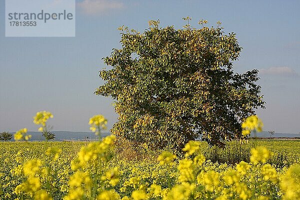 Echter Walnuss (Juglans regia) Baum im Rapsfeld während dem Herbst in Neu-Anspach  Taunus  Hessen  Deutschland  Europa