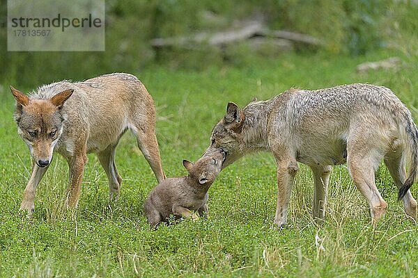 Wolf (Canis lupus)  erwachsen mit Jungtier  captive