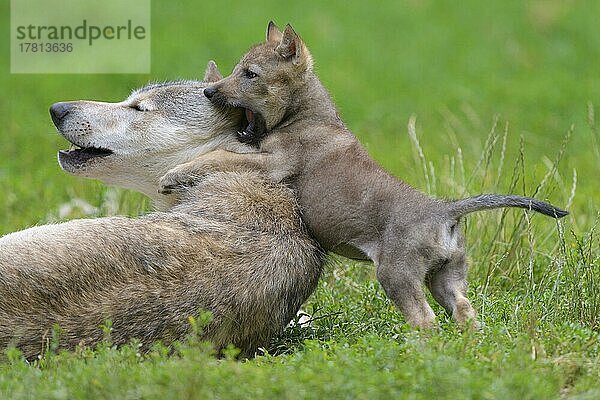 Wolf (Canis lupus)  erwachsen mit Jungtier  captive