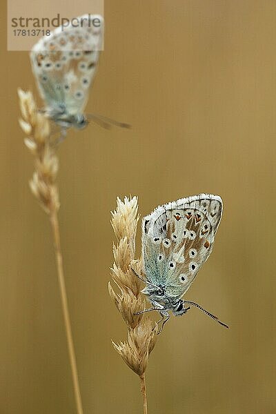 Zwei Himmelblauer (Polyommatus bellargus) Bläulinge an dürren Grashalmen mit Tiefenunschärfe  Badberg  Vogtsburg  Kaiserstuhl  Breisgau  Baden-Württemberg  Deutschland  Europa