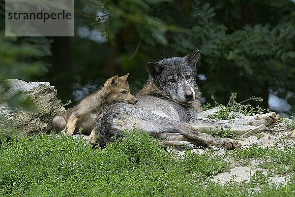 Wolf (Canis lupus)  erwachsen mit Jungtier  captive