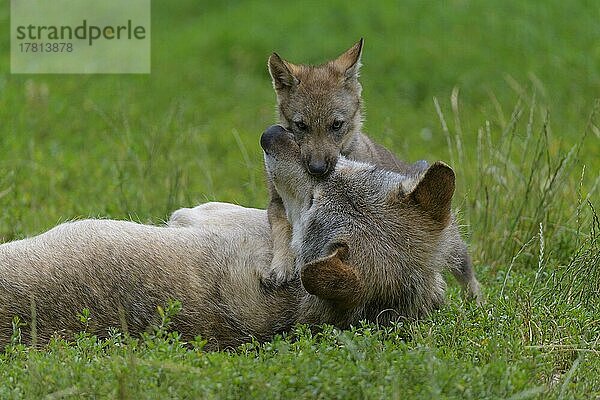 Wolf (Canis lupus)  erwachsen mit Jungtier  captive