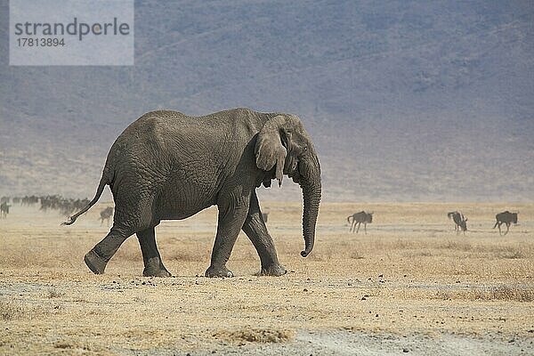 Afrikanischer Elefant (Loxodonta africana) im Ngorongoro Crater  Serengeti  Tansania  Afrika