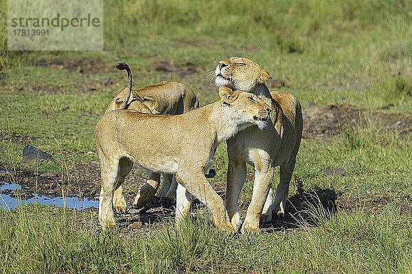 Afrikanischer Löwe (Panthera Leo)  drei Weibchen  Masai Mara National Reserve  Kenia  Afrika