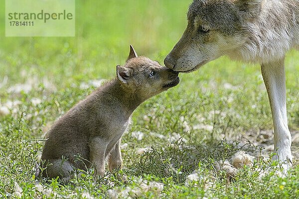 Wolf (Canis lupus)  erwachsen mit Jungtier  captive