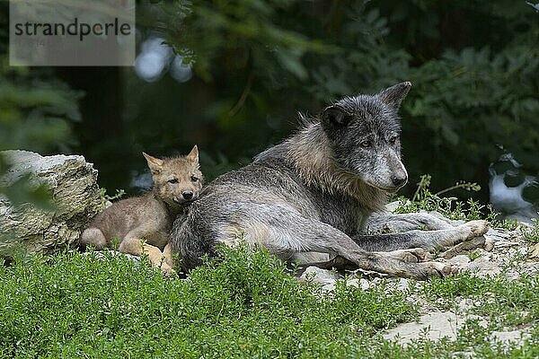 Wolf (Canis lupus)  erwachsen mit Jungtier  captive