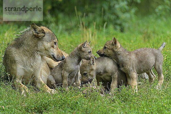 Wolf (Canis lupus)  erwachsen mit Jungtieren  captive