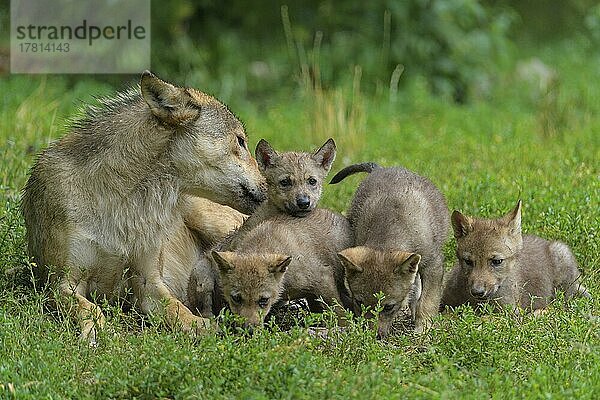 Wolf (Canis lupus)  erwachsen mit Jungtieren  captive