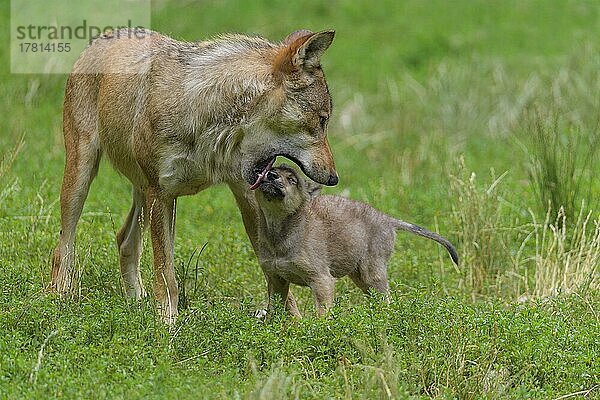 Wolf (Canis lupus)  erwachsen mit Jungtier  captive