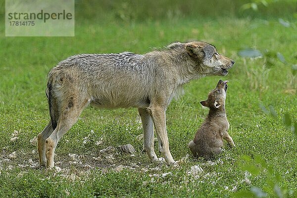 Wolf (Canis lupus)  erwachsen mit Jungtier  captive