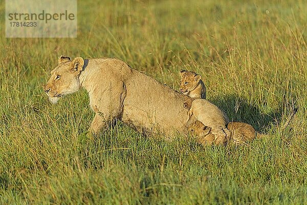 Afrikanischer Löwe (Panthera Leo)  Weibchen mit zwei Jungen  Masai Mara National Reserve  Kenia  Afrika