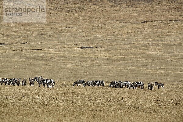 Eine Herde Steppenzebras (Equus quagga) im Ngorongoro Crater  Serengeti  Tansania  Afrika