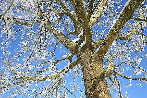 Feldahorn (Acer campestre) im Winter mit Raureif und Schnee im Jagsttal  Steinbach  Jagstheim  Crailsheim  Baden-Württemberg  Deutschland  Europa