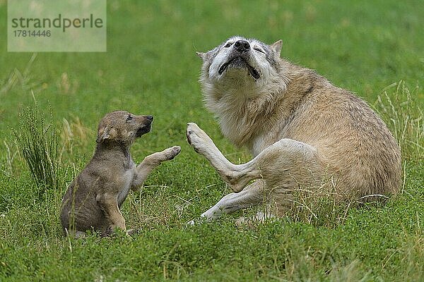 Wolf (Canis lupus)  erwachsen mit Jungtier  captive