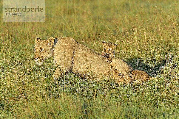 Afrikanischer Löwe (Panthera Leo)  Weibchen mit zwei Jungen  Masai Mara National Reserve  Kenia  Afrika