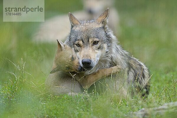 Wolf (Canis lupus)  erwachsen mit Jungtier  captive