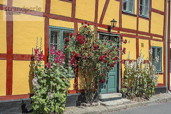 Gewöhnliche Stockrose (Alcea rosea) an einem Fachwerkhaus in einer kleinen Straße im idyllischen Stadtzentrum von Ystad  Schonen  Schweden  Skandinavien  Europa