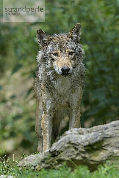 Wolf (Canis lupus)  captive