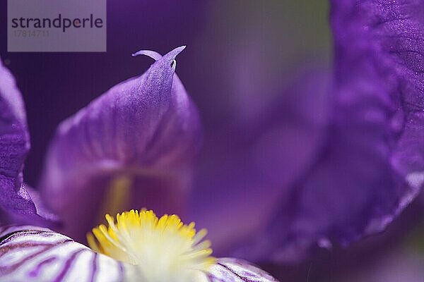 Detail mit Zipfel und Tiefenschärfe einer Sibirische Schwertlilie (Iris sibirica) im Kaiserstuhl  Breisgau  Baden-Württemberg  Deutschland  Europa