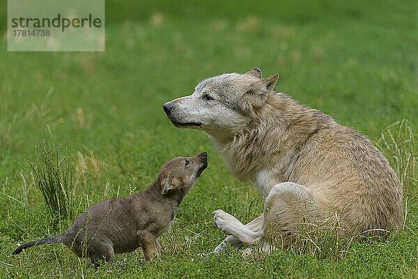 Wolf (Canis lupus)  erwachsen mit Jungtier  captive