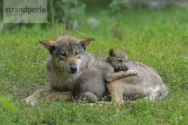 Wolf (Canis lupus)  erwachsen mit Jungtier  captive