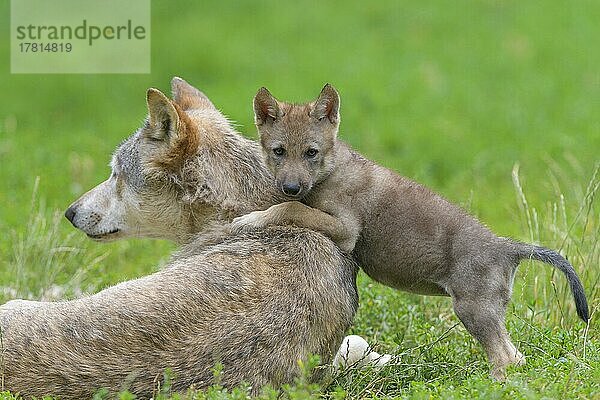 Wolf (Canis lupus)  erwachsen mit Jungtier  captive