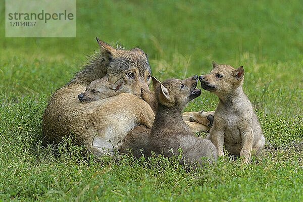 Wolf (Canis lupus)  erwachsen mit Jungtieren  captive