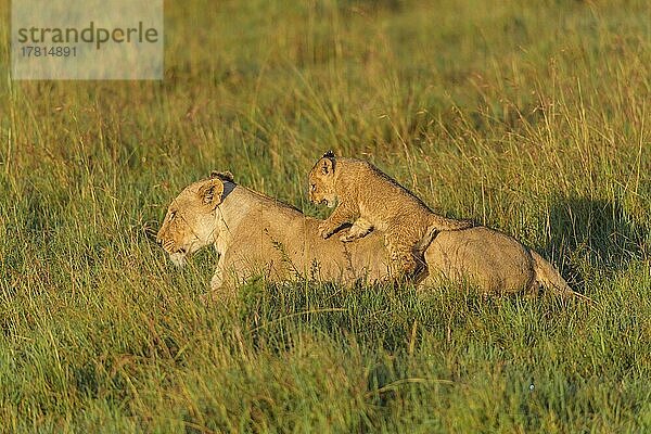 Afrikanischer Löwe (Panthera Leo)  Weibchen mit Jungtier  Masai Mara National Reserve  Kenia  Afrika