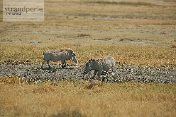 Zwei Warzenschweine (Phacochoerus africanus) im Ngorongoro Crater  Serengeti  Tansania  Afrika