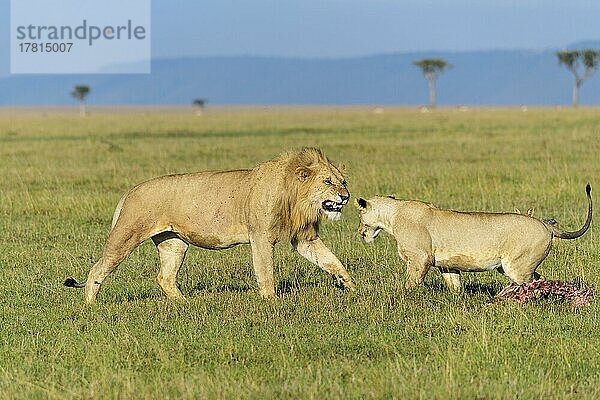 Afrikanischer Löwe (Panthera Leo)  Männchen und Weibchen bei der Jagd  Masai Mara National Reserve  Kenia  Afrika