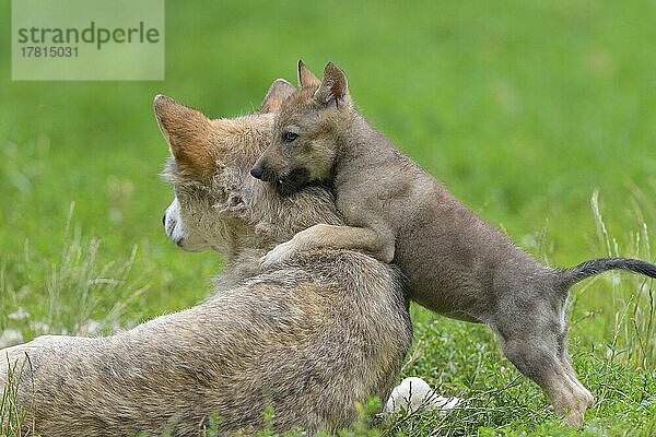 Wolf (Canis lupus)  erwachsen mit Jungtier  captive