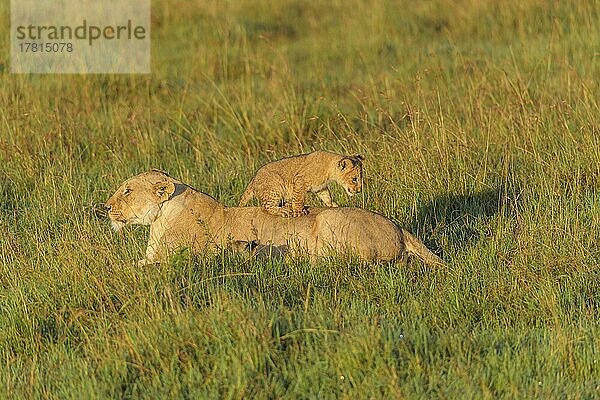 Afrikanischer Löwe (Panthera Leo)  Weibchen mit Jungtier  Masai Mara National Reserve  Kenia  Afrika