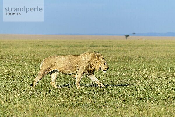 Afrikanischer Löwe (Panthera Leo)  Männchen  laufend  Masai Mara National Reserve  Kenia  Afrika
