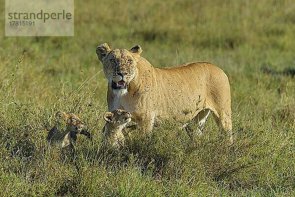 Afrikanischer Löwe (Panthera Leo)  Weibchen mit zwei Jungtieren  Masai Mara National Reserve  Kenia  Afrika