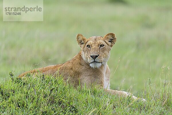 Afrikanischer Löwe (Panthera Leo)  Weibchen liegend  Masai Mara National Reserve  Kenia  Afrika