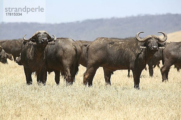 Eine Herde Kaffernbüffel (Syncerus caffer caffer) im Ngorongoro Crater  Serengeti  Tansania  Afrika