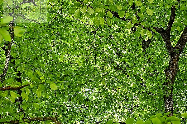 Junge Blätter einer Buche (Fagus) in saftigem Grün. Erste frische Blätter im späten Frühjahr. Blick in die Baumkrone. Bayern  Deutschland  Europa