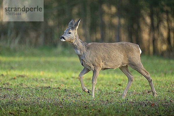 Reh (Capreolus capreolus)  Weibchen läuft auf Wiese