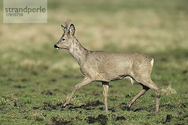 Reh (Capreolus capreolus)  Rehbock  im Haarwechsel  Vechta  Niedersachsen  Deutschland  Europa