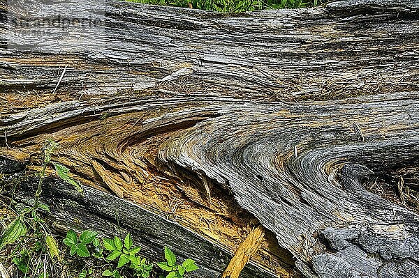 Modernderndes Holz mit frischem Grün  Allgäu  Bayern  Deutschland  Europa