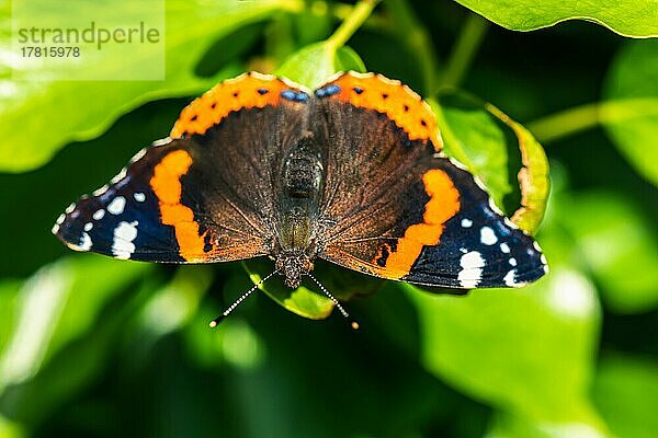Admiralfalter (Vanessa atalanta)  Schmetterling auf grünem Blatt