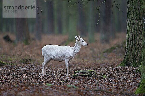 Damhirsch (Dama dama)  Albino im Wald