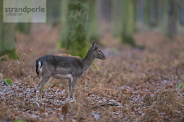 Damhirsch (Dama dama)  im Wald