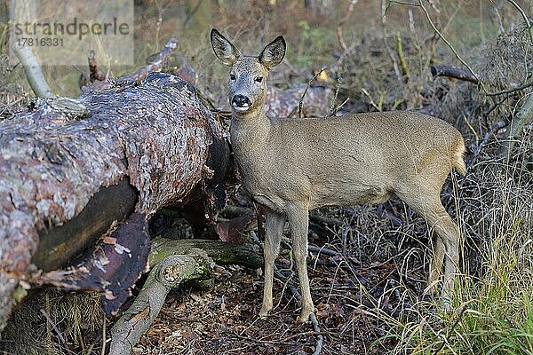 Reh (Capreolus capreolus)  weiblich im Wald