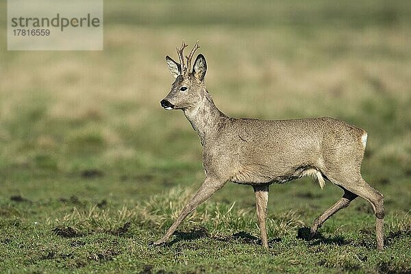 Reh (Capreolus capreolus)  Rehbock  im Haarwechsel  Vechta  Niedersachsen  Deutschland  Europa