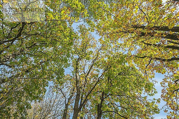 Kastanienbaum im Herbst  Naturschutzgebiet  Mönchbruch  Mörfelden  Rüsselsheim  Hessen  Deutschland  Europa