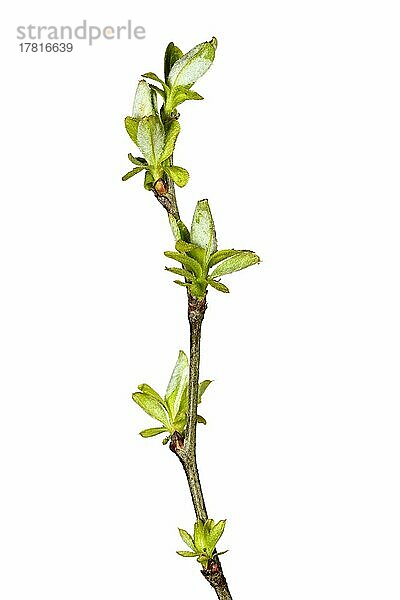 Quitte (Cydonia oblonga) (Synonym: Cydonia vulgaris)  freigestellt weißer Hintergrund  Studioaufnahme
