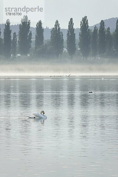 Morgenstimmung am Bodensee bei Radolfzell im Mai  Morgennebel  Höckerschwan (Cygnus olor)  Baden-Württemberg  Deutschland  Europa