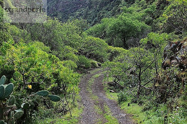 Landschaft im Gebiet der Las Cuevas de Aqua  Botanik  Waldweg  gruene Natur  La Palma  Kanarische Insel  Spanien  Europa